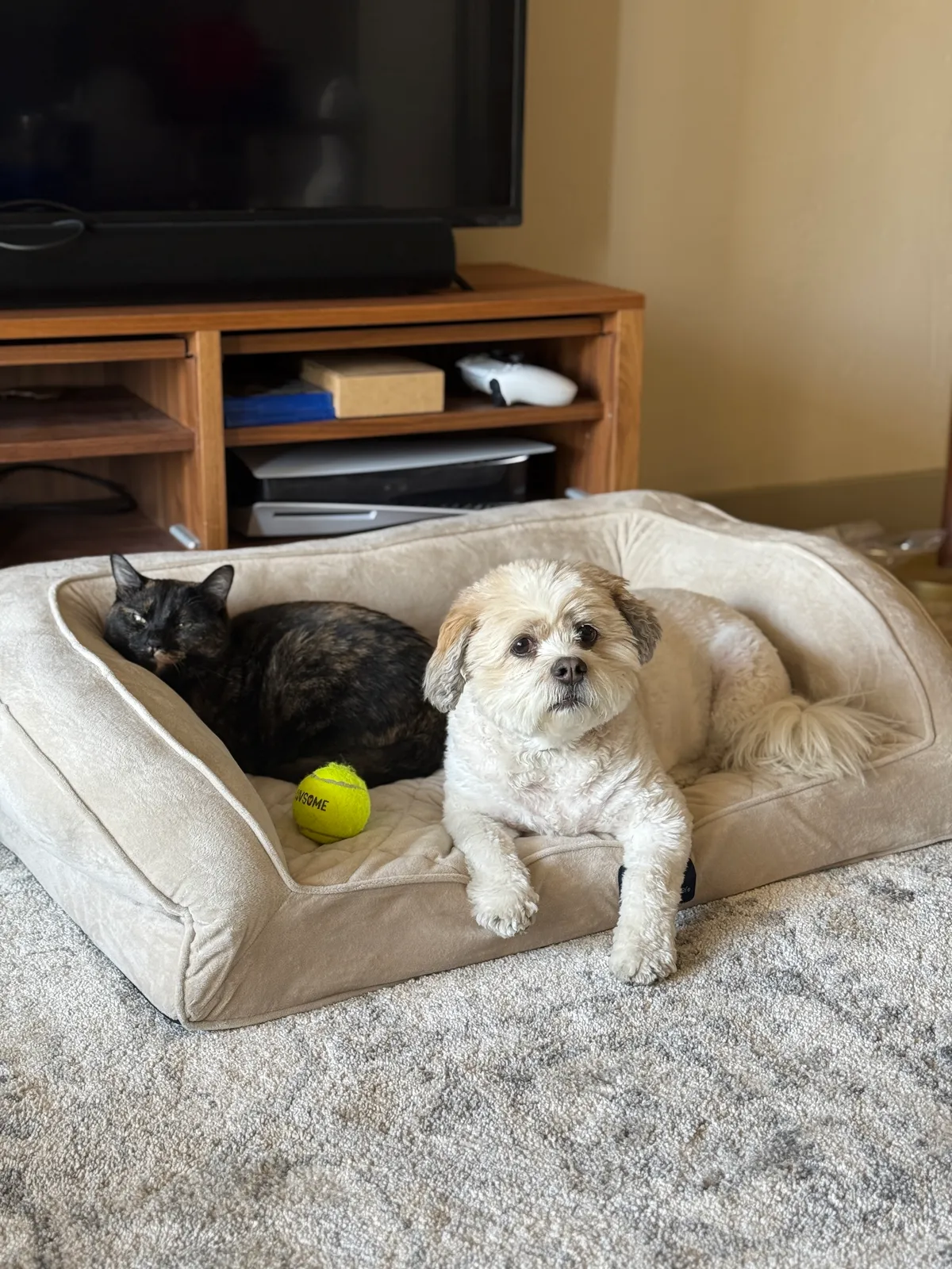 Walnut the dog and Hazel the cat