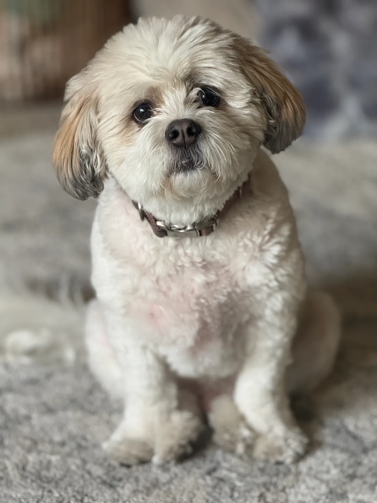 Walnut the dog and Hazel the cat